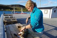 Zu Tisch ... – Bente bereitet einen frischen Fisch zu