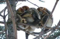 Tierischer Winterzauber – Nach Sonnenuntergang wärmt die Mutter die jungen Goldstumpfnasen.