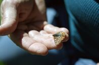 Tierische (R)Evolution – Ein Schmetterling verhalf Camille Parmesan zu einer wichtigen Entdeckung ...