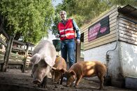 The Outlaws – Greg (Stephen Merchant) erfährt am eigenen Leib, dass Sozialstunden abzuleisten manchmal eine Schweine-Arbeit ist.