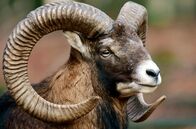 Wildnis Europa – Immer wieder droht der Mufflon auszusterben – doch der wilde Ahne des heutigen Hausschafs ist ein Überlebenskünstler.