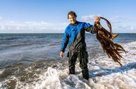 Faszination Wasser – Uli Kunz hat ein Stück Kelp mit an die Oberfläche gebracht: Die großen Braunalgen lieben kühles Wasser – wenn die Temperaturen steigen, gehen die Bestände zurück.
