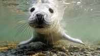 Wilde Ostsee – In der Rigaer Bucht bekommen die Kegelrobben ihre Jungen.