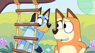 Bluey – Mo, 25.11., 18:00 Uhr