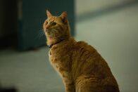 Captain Marvel – Captain Marvel (2019)