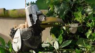 Rudis Rasselbande – Verflixt und pieksig! Es fällt Rudi (Lennart Morgenstern) nicht so leicht, schnell genügend Brombeeren für Ottos leckere Marmelade zu pflücken.