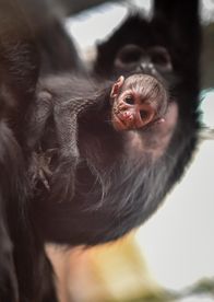 Zoo und so - Tierisch wild! – Klammeraffen-Baby.