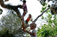 Der Baum – Die Kinder Simone (Morgana Davies, Mitte), Lou (Tom Russell) und Charlie (Gabriel Gotting, re. unten) und ihr Lieblingsspielplatz: der Baum