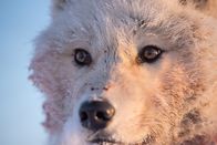 Ein perfekter Planet – Nur wenige Tiere können in der eisigen Polarnacht überdauern und monatelang ohne Sonnenlicht auskommen. Die arktischen Wölfe gehören zu diesen Überlebenskünstlern.