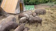 Der Geschmack Europas – „Mangalitzaschweinezucht“ von Richard und Beate Triebaumer.