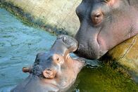Zoobabies – Reviertierpfleger Uwe Fritzmann besucht die Flusspferde mit einem Frühstückssnack. Flusspferdjunge Max, drei Monate alt, ist noch nicht an den Futterpellets interessiert. Er liebt immer noch rund um die Uhr die Milch von Mutter Kathi. Nach dem Snack geht es für alle in das Wasserbecken.
