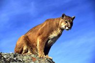 Hunter Hunted – Cougar.