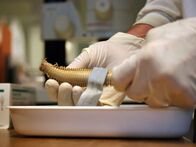 Geheimakte Wildnis – A preserved worm.