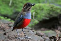 Wilde Philippinen – Luzon, Philippinen - Schnurrbart Pitta. (Michael Hutchinson)