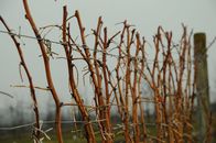 Querbeet – Beerenobstschnitt.