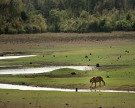 Wildes Indien – Tadoba-Nationalpark, Maharashtra, Indien: Ein Tiger, der über kurzes, grünes Gras zu einem Bach hinunterläuft.