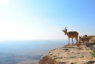 Feindselige Erde – A pair of Nubian ibex (Capra nubiana) stand atop high cliffs in the Israeli desert. This pair are a mother and kid - the kid is only a few days old and already has the skills to navigate the vertical cliffs.