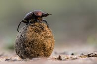 Expeditionen: Helden der Evolution – Mistkäfer auf einem Mistball.