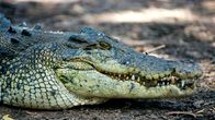 Waffen der Tiere – Der tropische Regenwald beheimatet rund zwei Drittel aller Tier- und Pflanzenarten weltweit - ein komplexes Jagdrevier, in dem Krokodile, Jaguare und Insekten tödliche Waffen einsetzen.