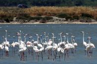 Ungezähmtes Albanien – Flamingos