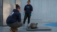 Alaskas Wildtier-Retter – Harbor seal Cordova Kid's initial check up. (National Geographic/Symbio Studios)