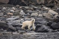 Die Zaubertricks der Tiere – TORNGAT MOUNTAINS - LABRADOR, CANADA - polar bear (Anne Farrar/National Geographic Creative)