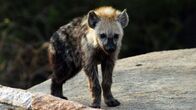 Wildtiere vor der Kamera – Hyäne