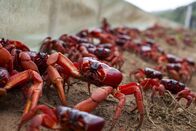 Planet Erde II – Seit Millionen von Jahren wird die Weihnachtsinsel im Indischen Ozean von Krabben beherrscht. Ihre Vorfahren kamen aus dem Meer, aber die meisten leben jetzt auf dem Land. Einmal im Jahr marschieren sie alle ans Meer zurück, um zu brüten.