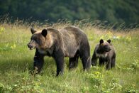 Wildes Japan - Land der tausend Inseln – Ein weiblicher Braunbär mit einem ihrer Jungen. Shiretoko-Halbinsel, Hokkaido.