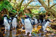 Wildes Neuseeland – Nur wenige Pinguinarten auf der Welt brüten im Wald. Snaresinselpinguine laufen bis zu tausend Meter landeinwärts, um ihre Jungen zu füttern.