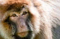 Tierische Rebellen – Berberaffe