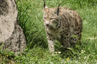 Wildes Überleben – Eurasischer Luchs
