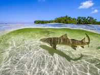 Terra X: Ein perfekter Planet – Zitronenhaie bringen ihre Nachkommen vor Bimini/Bahamas im seichten Wasser zur Welt, damit diese in den überschwemmten Mangrovenwäldern vor Großfischen in Sicherheit sind.