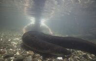 Zeb Hogans Monsterfische – Solomon Islands: Underwater shot of giant mottled eel in Solomon Islands. All species of longfin eels are distinguished from short-fin eels by the length of the dorsal fin.