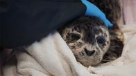 Alaskas Wildtier-Retter – Harbor seal Cordova Kid's initial check up. (National Geographic/Symbio Studios)