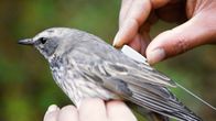 Einstein – Einstein Tierische Intuition: Können Tiere uns vor Naturkatastrophen warnen? Vogel mit Peilsender Copyright: SRF