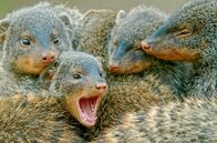 Von Freunden und Feinden – Die Zebramangusten sind sehr soziale Tiere und leben in Gruppen. Auch sie helfen und profitieren von einer anderen Tierart ...