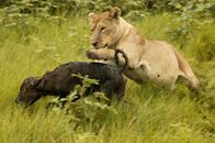 Duell am Okawango – DUBA PLAINS, OKAVANGO DELTA, BOTSWANA: A lioness hunts a newborn buffalo calf. Smaller and slower than its mother, the calf will be an easier but less nutritionally rich kill for the big cat.