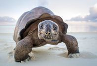 Ein perfekter Planet – Die Riesenschildkröten von Aldabra, einem schwindenden Atoll im Indischen Ozean haben ein großes Problem. Auf ihrer Insel gibt es zu wenig Schatten. Große Teile des Tages verbringen sie damit, vor der Sonne zu fliehen, damit sie nicht in ihren Panzern gekocht werden.