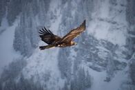 Planet Erde II – Steinadler kommen in den Bergregionen von Europa, Russland, Nordwest-Afrika, Asien und Nord-Amerika vor. Für ihre Größe sind sie außergewöhnlich wendig und schnell. Im Sturzflug erreichen sie eine Geschwindigkeit von über 300 Kilometer pro Stunde.