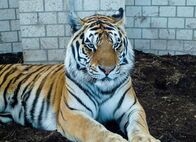 Auf und davon – Auf und davon Abenteurer unterwegs Folge 2 Tigerin Rani fühlt sich nach ihrer ersten Nacht im neuen Heim noch etwas unwohl