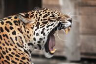Animal Fight Club – Ein bedrohlicher Jaguar.