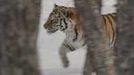 Big Five Asien – Ein Amurtiger sucht nach Beute.