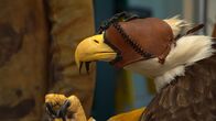 Alaskas Wildtier-Retter – Luxor the Bald Eagle before getting a check-up from the clinic team at Alaska Raptor Center. (National Geographic/Symbio Studios)