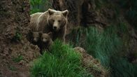 Geborene Jäger – Brown bear.