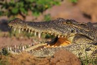 Animal Fight Club – Nahaufnahme von Maul und Zähnen eines Nilkrokodils.
