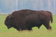 Wildnis Europa – Der Wisent gilt als das größte und schwerste Landsäugetier Europas. Ausgewachsene Bullen erreichen mit bis zu 1000 Kilo das Gewicht eines Kleinwagens.