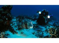 Top Shots – Top Shots Drei Tierfotografen auf Bilderjagd - Wie finden sie die Tiere? Staffel 1, Episode 1 Unterwasserfilmer Edi Frommenwiler filmt einen Igelfisch