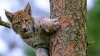 Unsere Wälder – Luchs im Baum.