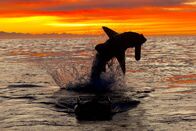 Air Jaws: Top Gun Sharks – Fr, 26.12., 16:10 Uhr